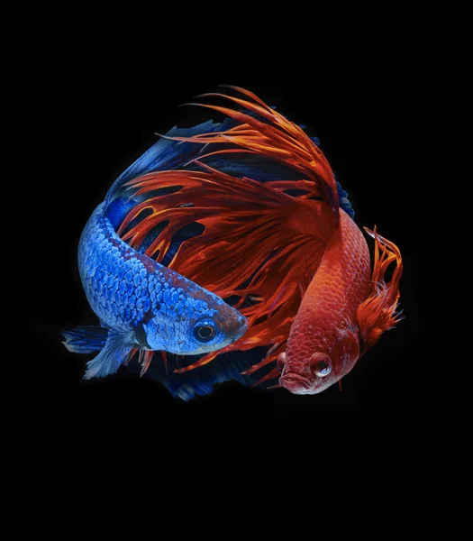 Betta fish, peixe de combate siamês — Fotografia de Stock