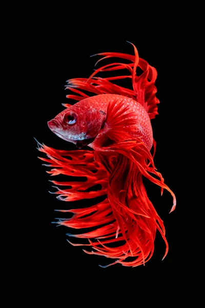 Betta fish, siamese fighting fish — Stock Photo, Image