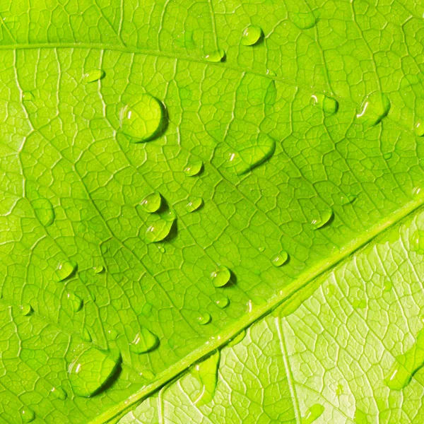 Green leaf with water drops — Stock Photo, Image