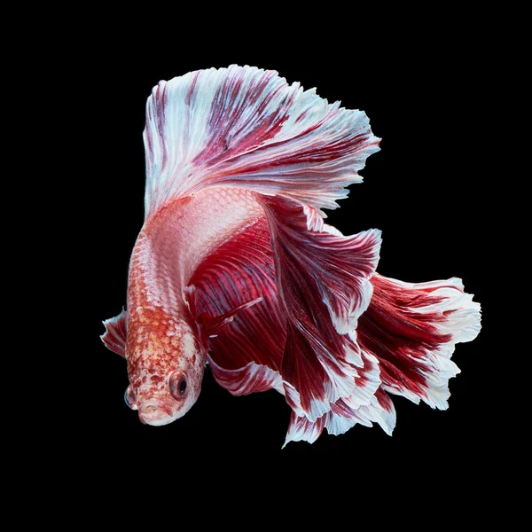 Betta fisk makro, närbild — Stockfoto