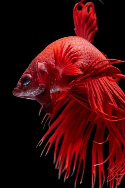 Betta fisk makro, närbild — Stockfoto