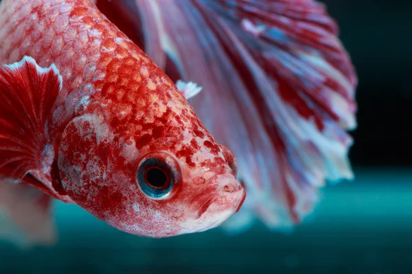 Betta fish macro, close up — Stock Photo, Image