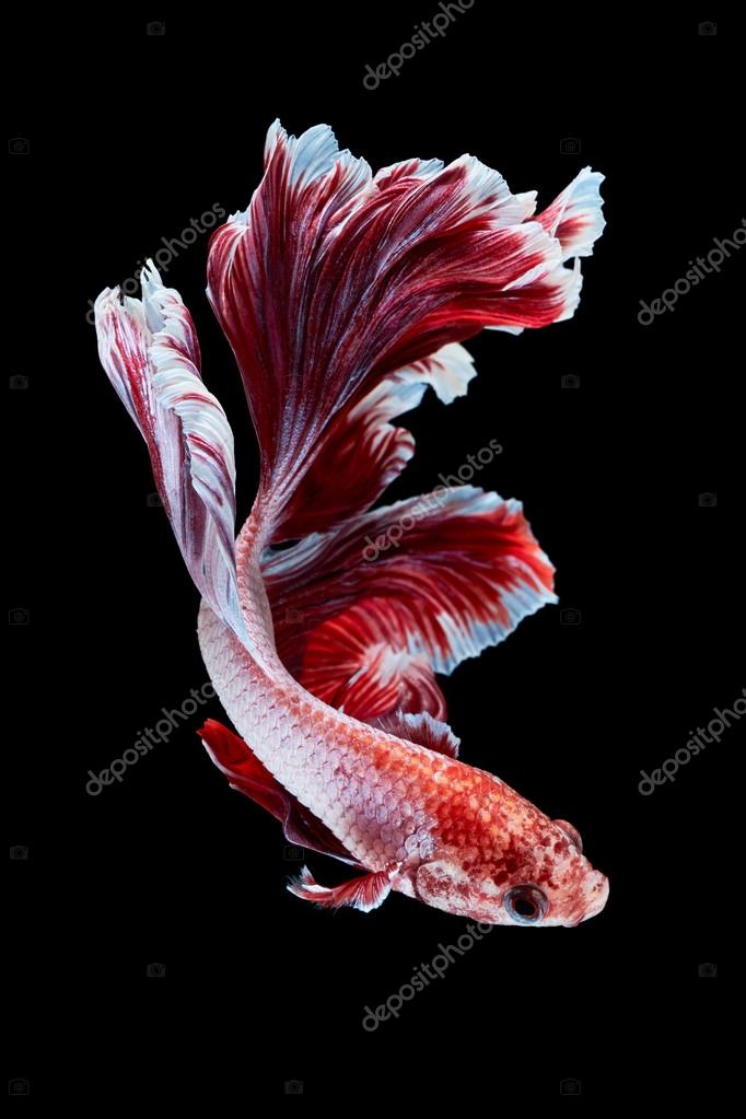 Betta fish macro, close up — Stock Photo © AEyZRiO #93596492