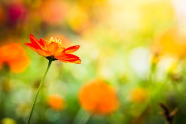 makro çiçek, yakın çekim