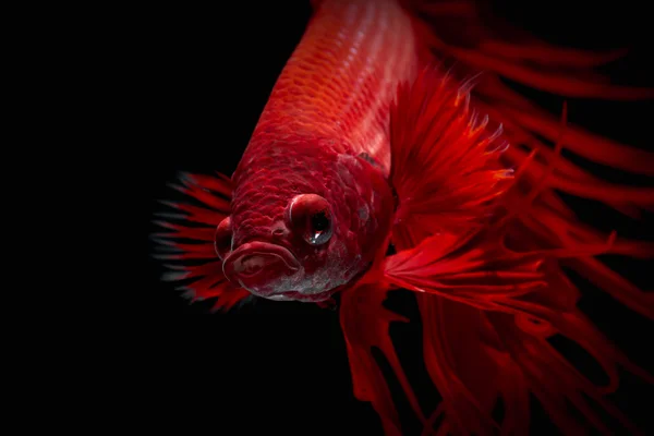 Betta fisk makro, närbild — Stockfoto
