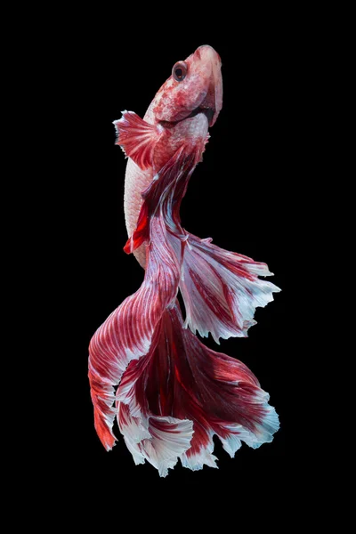 Риба-бетта макро, крупним планом — стокове фото