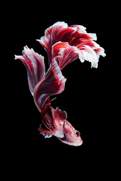 Betta peixe macro, close up — Fotografia de Stock