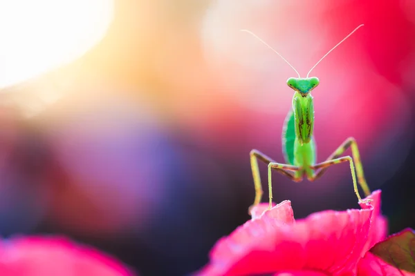 Mantis μακροεντολή, στενή επάνω — Φωτογραφία Αρχείου