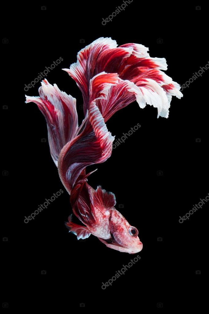 Betta fish macro close up stock photo aeyzrio 93661348