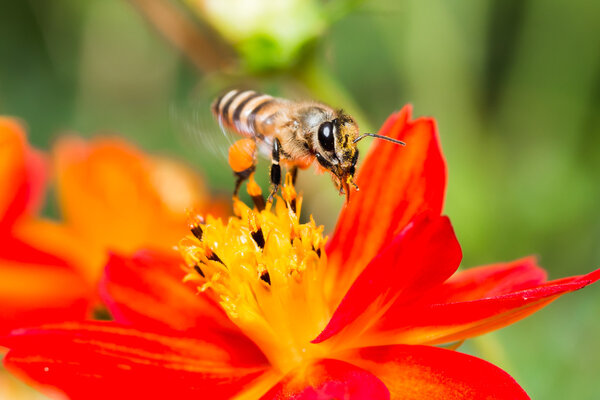macro flower with bee