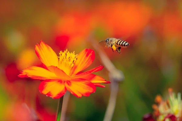 Macro fiore con ape — Foto Stock