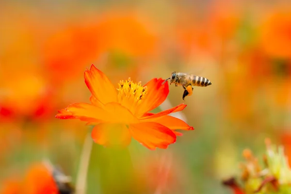 Macro fiore con ape — Foto Stock