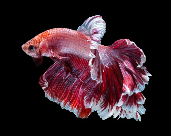 Betta fish, pesce siamese da combattimento — Foto Stock