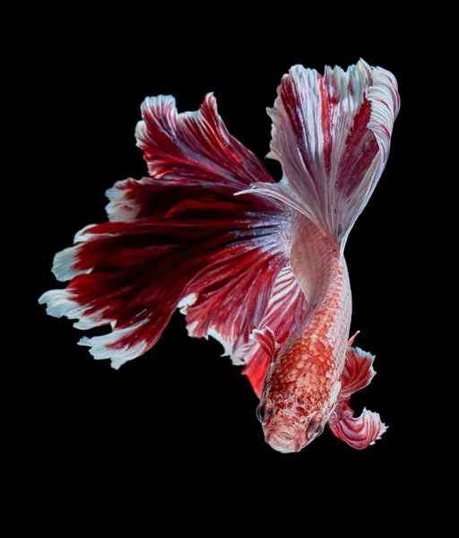 Betta fish, siamese fighting fish — Stock Photo, Image