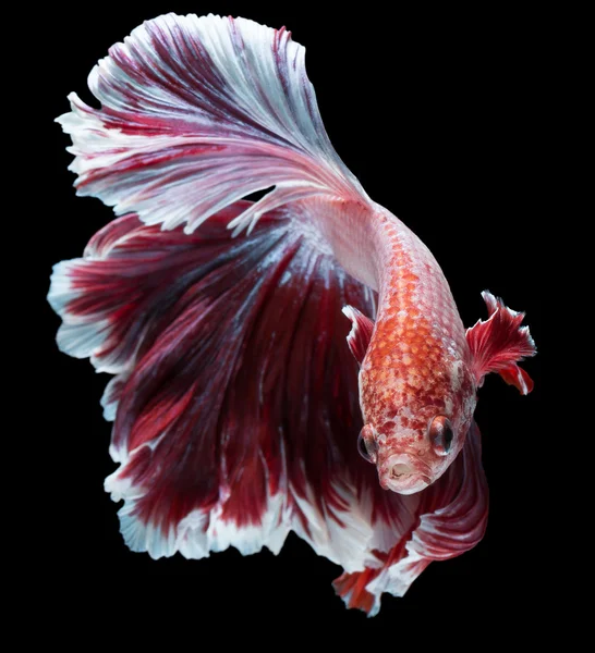 Betta fish, peixe de combate siamês — Fotografia de Stock