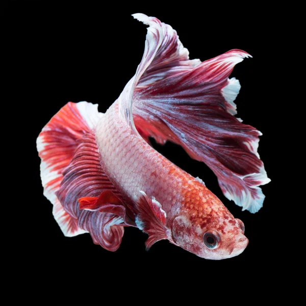 Betta fish, peixe de combate siamês — Fotografia de Stock