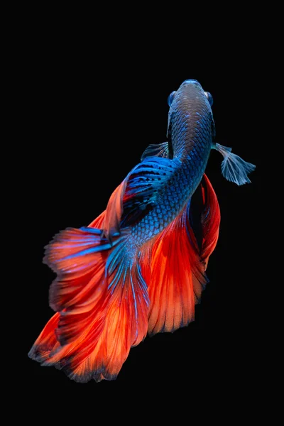 Betta fish, peixe de combate siamês — Fotografia de Stock