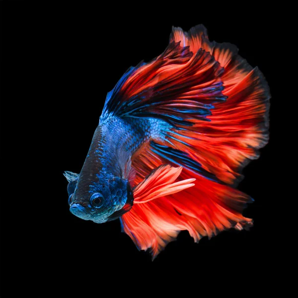 Betta fish, peixe de combate siamês — Fotografia de Stock