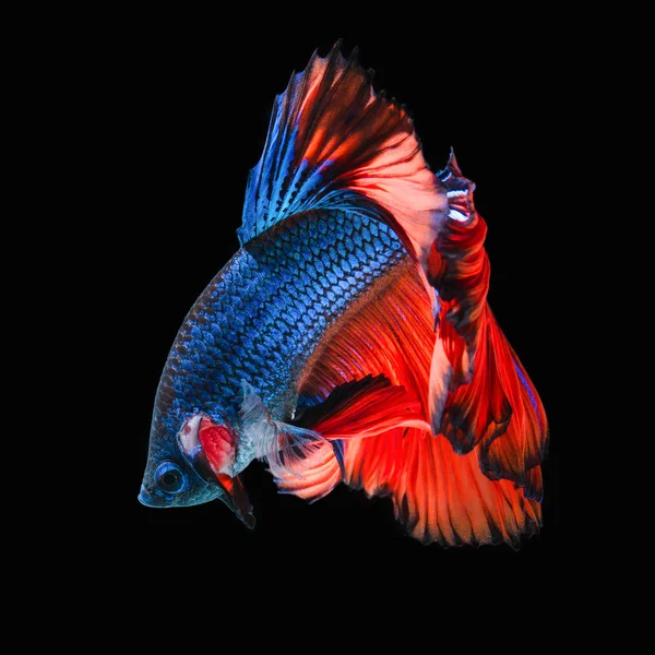 Beta balığı, siyam dövüşçüsü balık — Stok fotoğraf