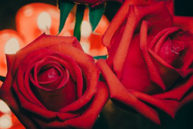 Rose Sevgililer günü