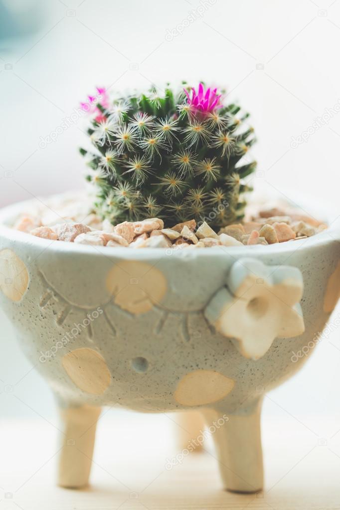 baby cactus in Lovely potted