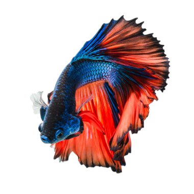 Betta balık portre