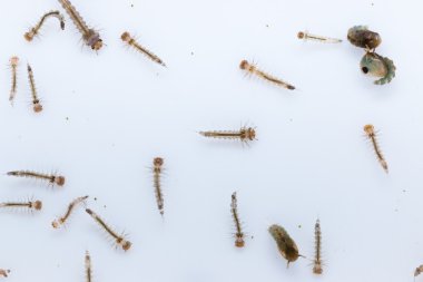 sivrisinek larva portre