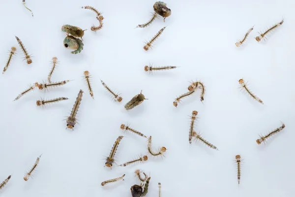 sivrisinek larva portre