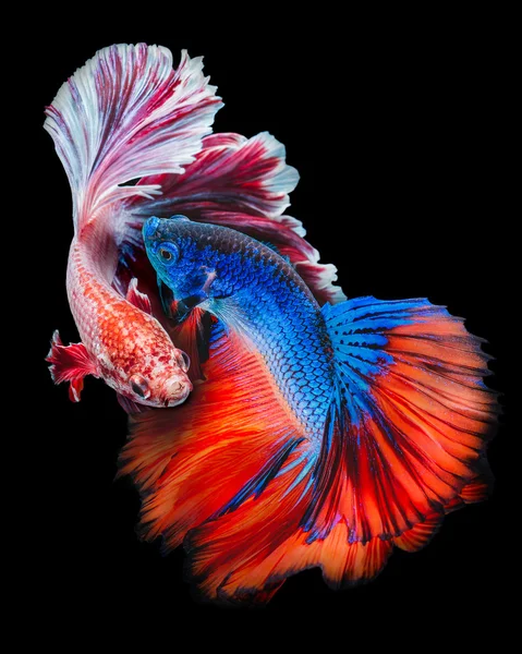 TWAIN Betta fisk — Stockfoto