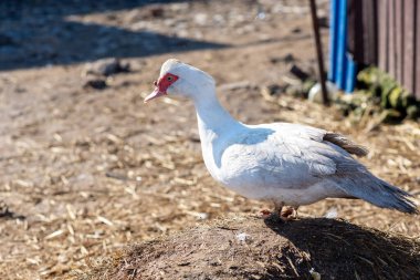 Kırsal alanda evcil ördekler. Sağlıklı beslenme. Et yetiştiriyorum. Fe