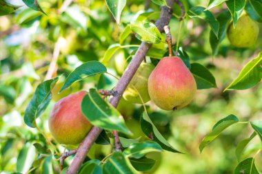 Ağaçta iki armut var. Bulanık bir sonbahar armutu