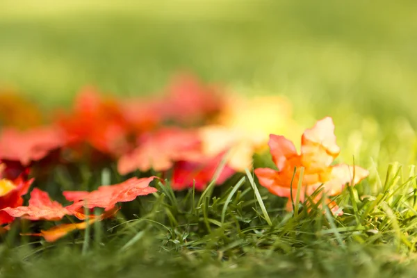 Autumn leaves — Stock Photo, Image