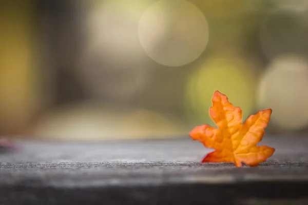 Fogliame, foglie autunno — Foto Stock