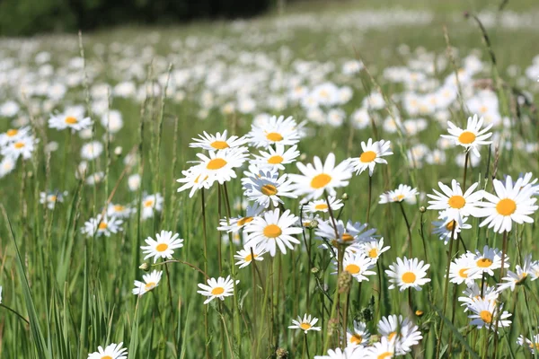 Daisy pole Stock Obrázky