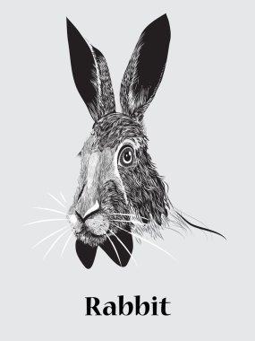 elle çizilmiş tavşan portre