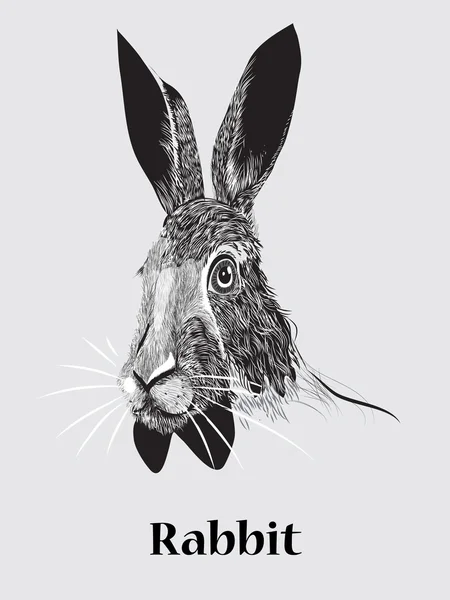 Retrato de coelho desenhado à mão — Vetor de Stock