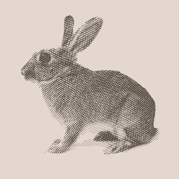 Kanin. Djur på gården. — Stock vektor