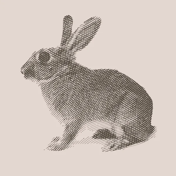 Lapin. Animaux de ferme . — Image vectorielle