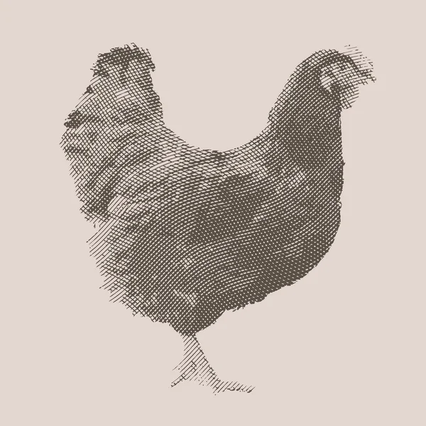 Poulet. Animaux de ferme . — Image vectorielle