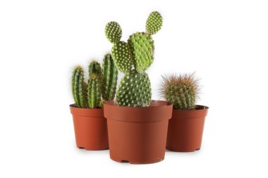 Cactuses in pots clipart