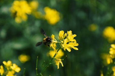 Hardal çiçeğinden polen toplayan bir arı. Güzel sarı hardal çiçekleri.