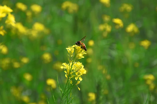 マスタードフラワーから花粉を摘む蜂です マスタードの美しい黄色の花 — ストック写真