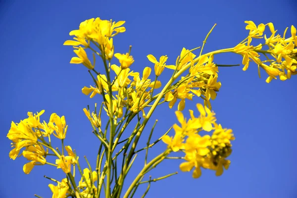 マスタードの美しい黄色の花 背景に青い空が見える 選択的焦点 — ストック写真