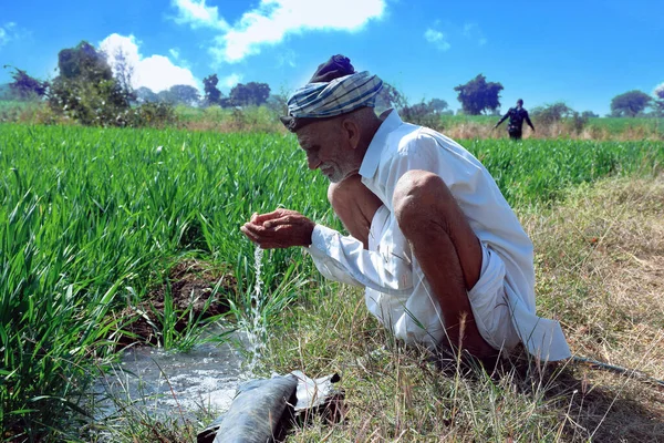 Elderly Indian farmer drinking water in his Wheat field. Water jet irrigation in wheat field.