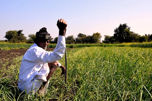 Contadino Indiano Anziano Che Ispeziona Suo Campo Aglio Verde Delle — Foto Stock