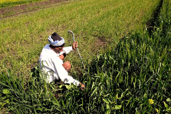 Starší Indický Farmář Držící Rostlinu Pšeničném Česnekovém Poli — Stock fotografie