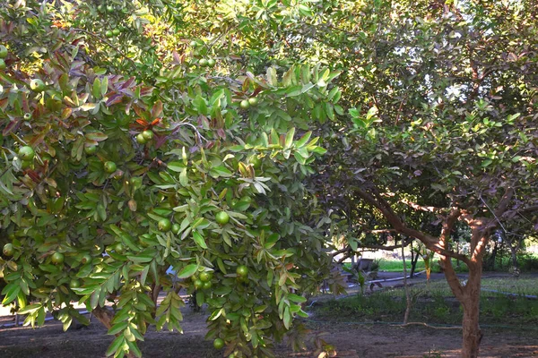 Bahçedeki Guava Guava Ağacı Hint Tarım Sahnesi — Stok fotoğraf