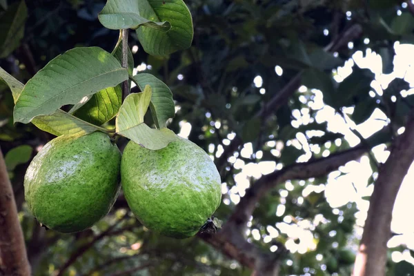 Guava Trädgården Guava Träd Indianodling Scen — Stockfoto