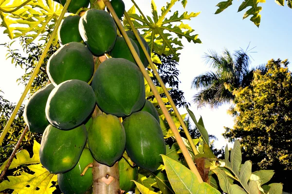 木瓜树和一堆水果树上的绿色木瓜果 田野里的阳光 — 图库照片