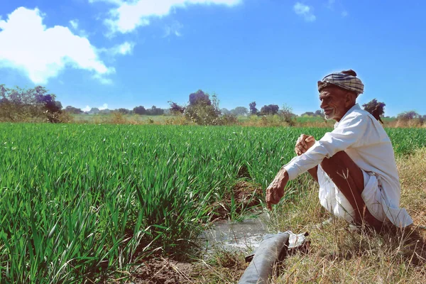 Anciano Granjero Indio Buscando Campo Trigo Riego Por Chorro Agua Fotos de stock